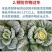 贝乐康磁化抗冻剂抗寒防冻肥预防冻害低温促长冻后修复氨基酸