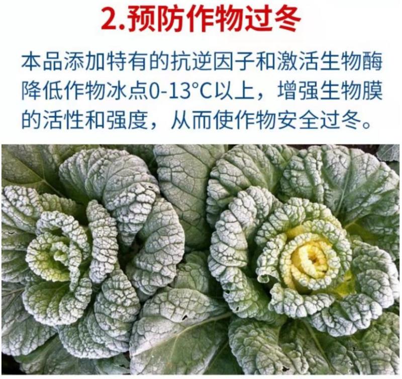 贝乐康磁化抗冻剂抗寒防冻肥预防冻害低温促长冻后修复氨基酸