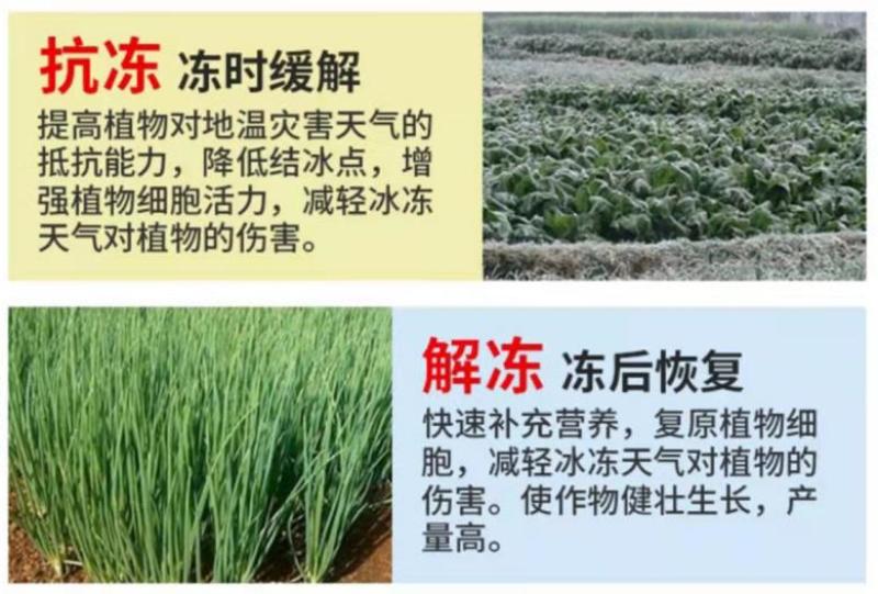 贝乐康磁化抗冻剂抗寒防冻肥预防冻害低温促长冻后修复氨基酸