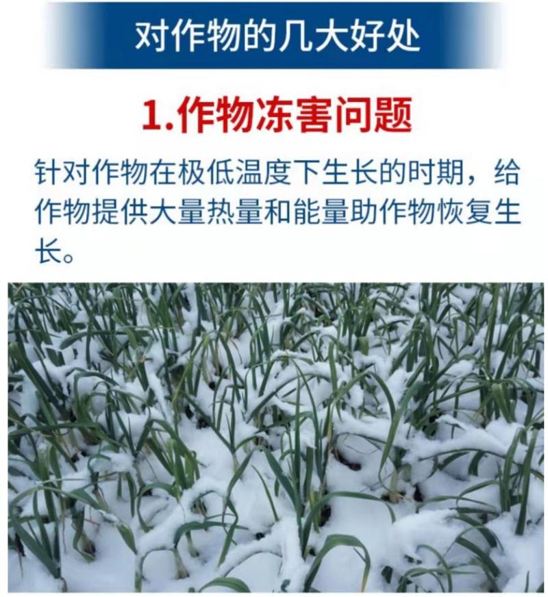 贝乐康磁化抗冻剂抗寒防冻肥预防冻害低温促长冻后修复氨基酸