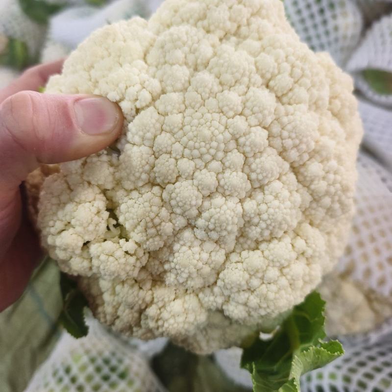 花菜大量出货