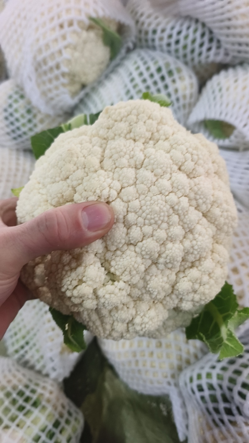 花菜大量出货