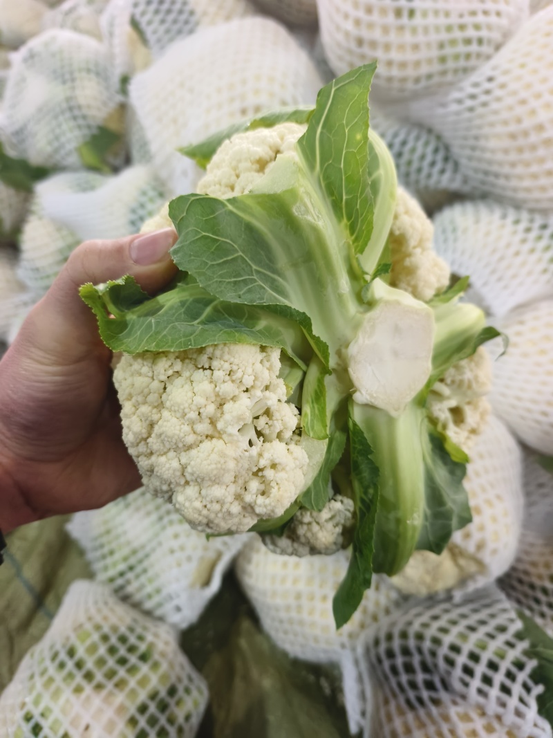 花菜大量出货