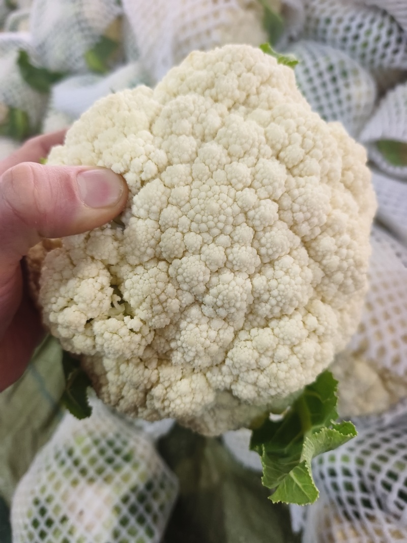 花菜大量出货