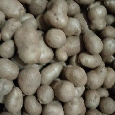 白玉山药豆大量有货基地直供品质优新鲜可视频看货热卖中