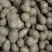 白玉山药豆大量有货基地直供品质优新鲜可视频看货热卖中