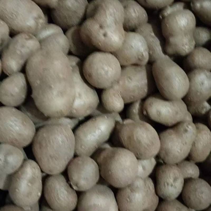 白玉山药豆大量有货基地直供品质优新鲜可视频看货热卖中