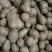 白玉山药豆大量有货基地直供品质优新鲜可视频看货热卖中
