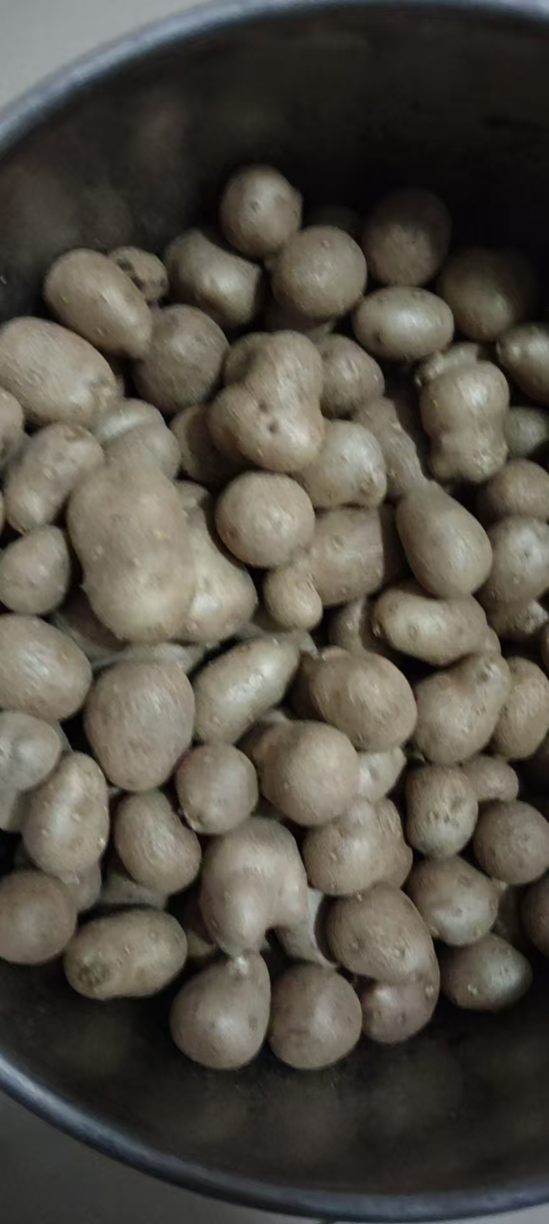 白玉山药豆大量有货基地直供品质优新鲜可视频看货热卖中