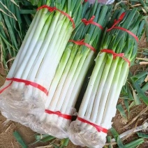 吉林大葱发芽葱对接全国市场价格美丽量大从优欢迎询价