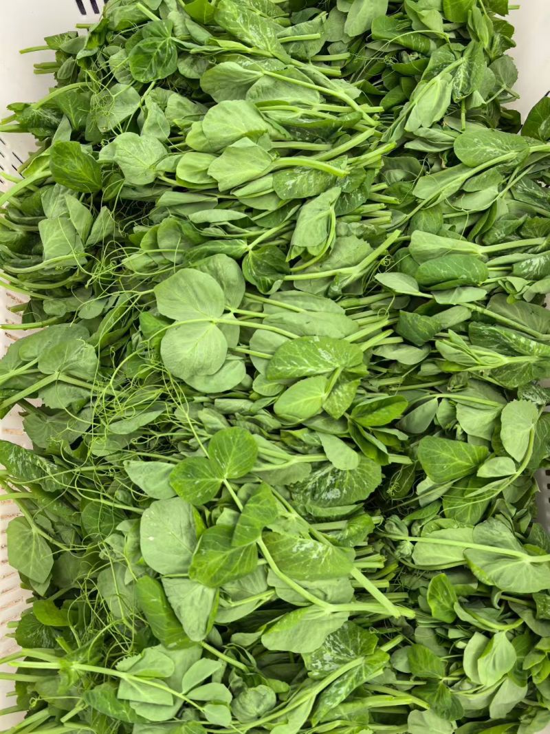精品豌豆尖，一叶一心