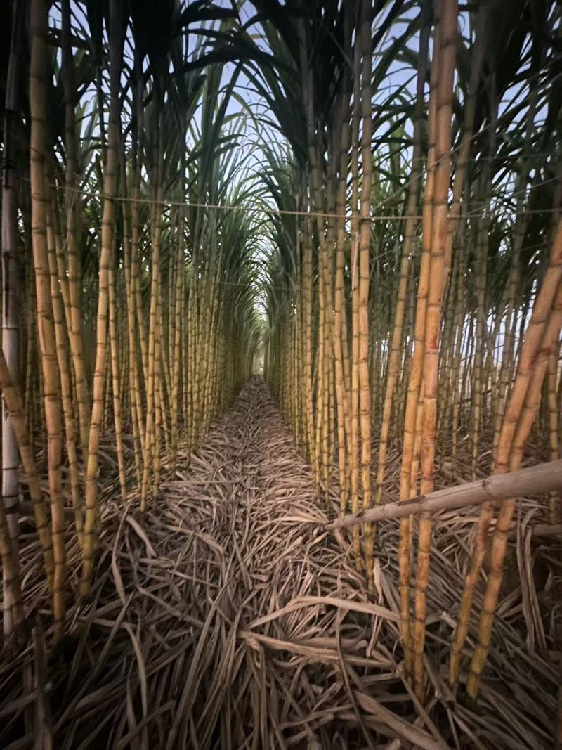 精品青皮甘蔗广东甘蔗产地直发保质保量量大从优