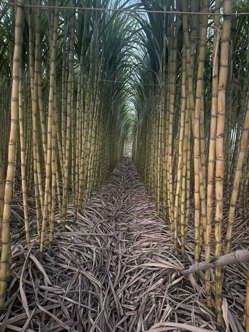 精品青皮甘蔗广东甘蔗产地直发保质保量量大从优