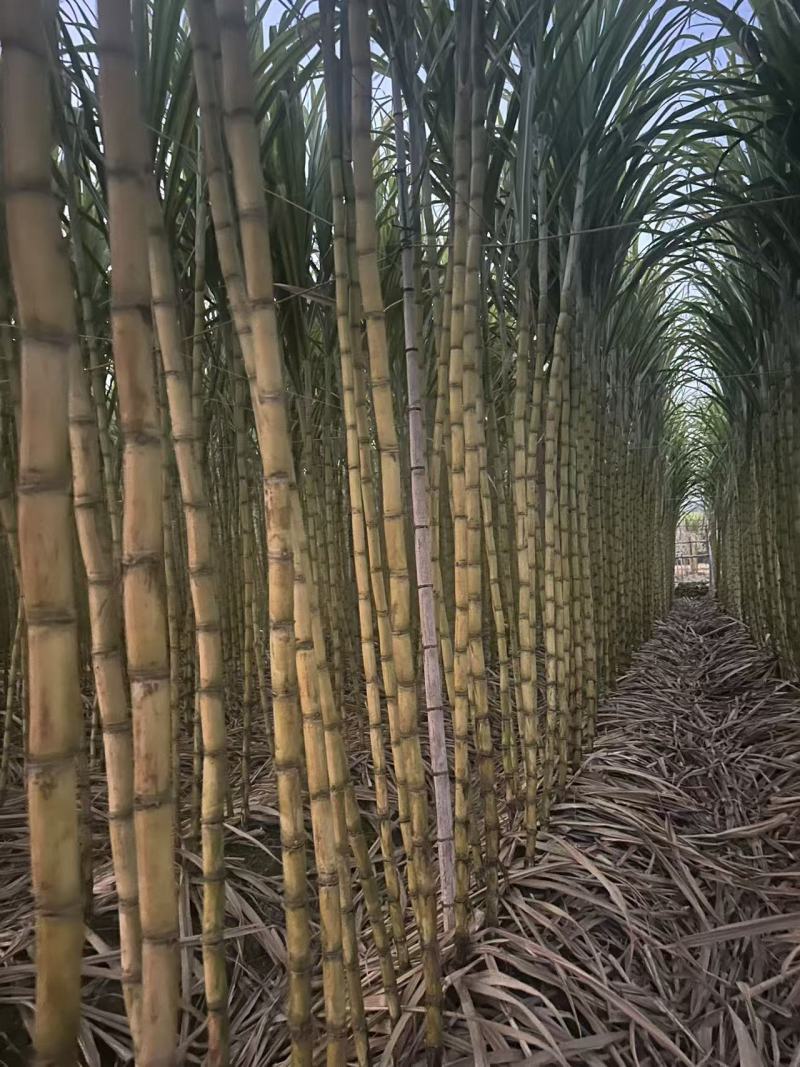 精品青皮甘蔗广东甘蔗产地直发保质保量量大从优