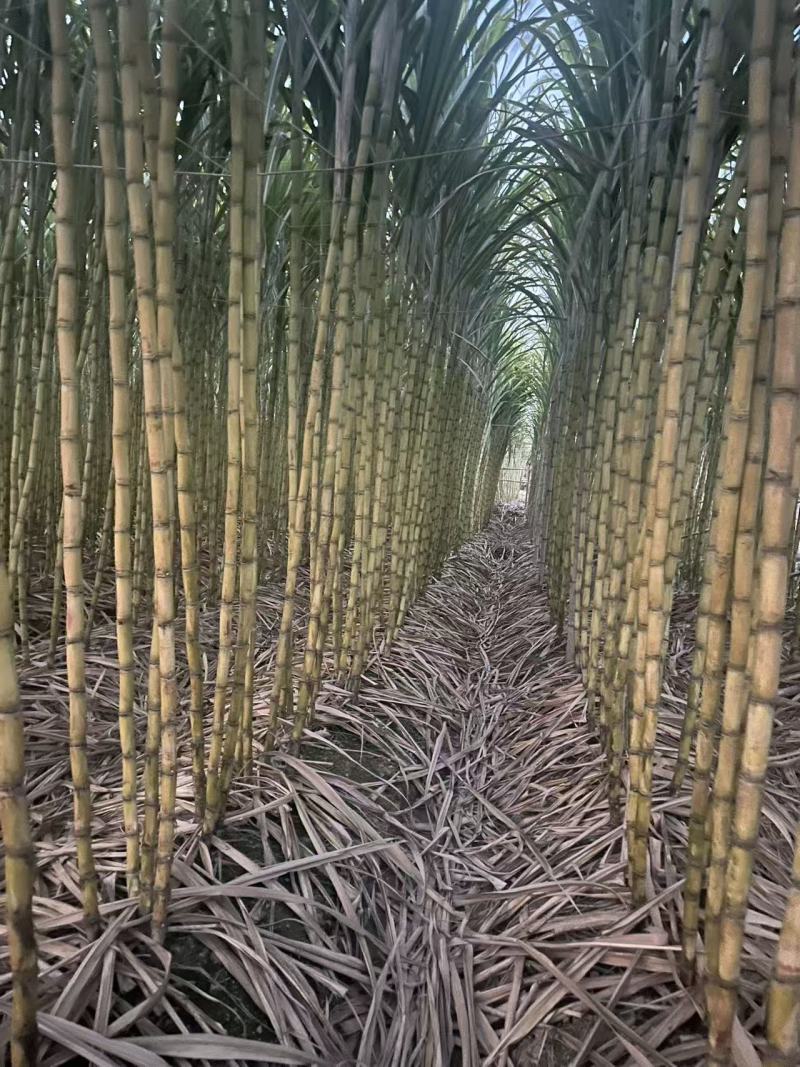 精品青皮甘蔗广东甘蔗产地直发保质保量量大从优