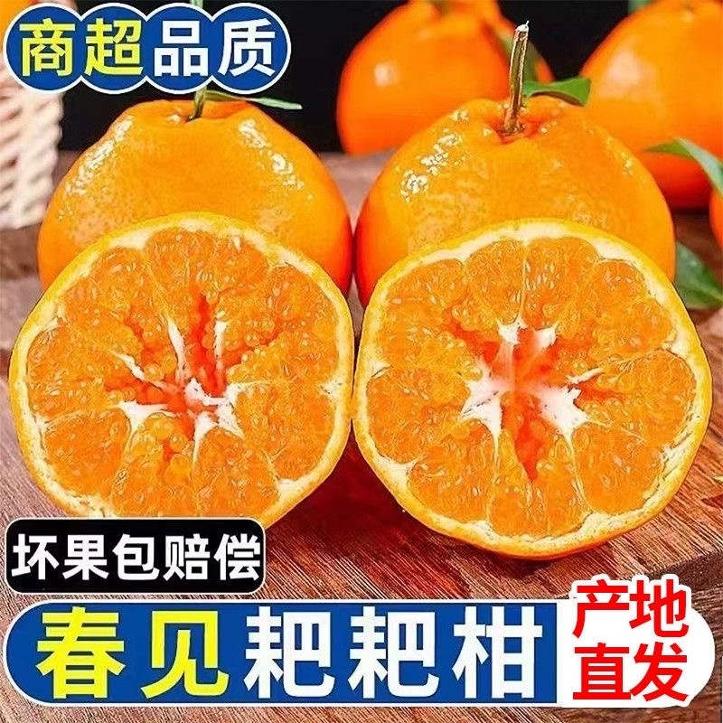 春见耙耙柑～丑橘～不知火～黄果柑～电商平台对接一件代发