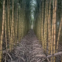 精品青皮甘蔗广东甘蔗产地直发保质保量量大从优