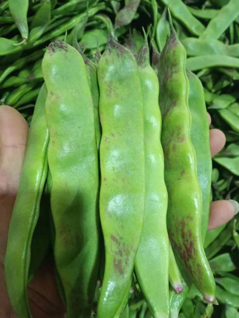 扁豆基地直发货源充足量大从优全国发货欢迎来电