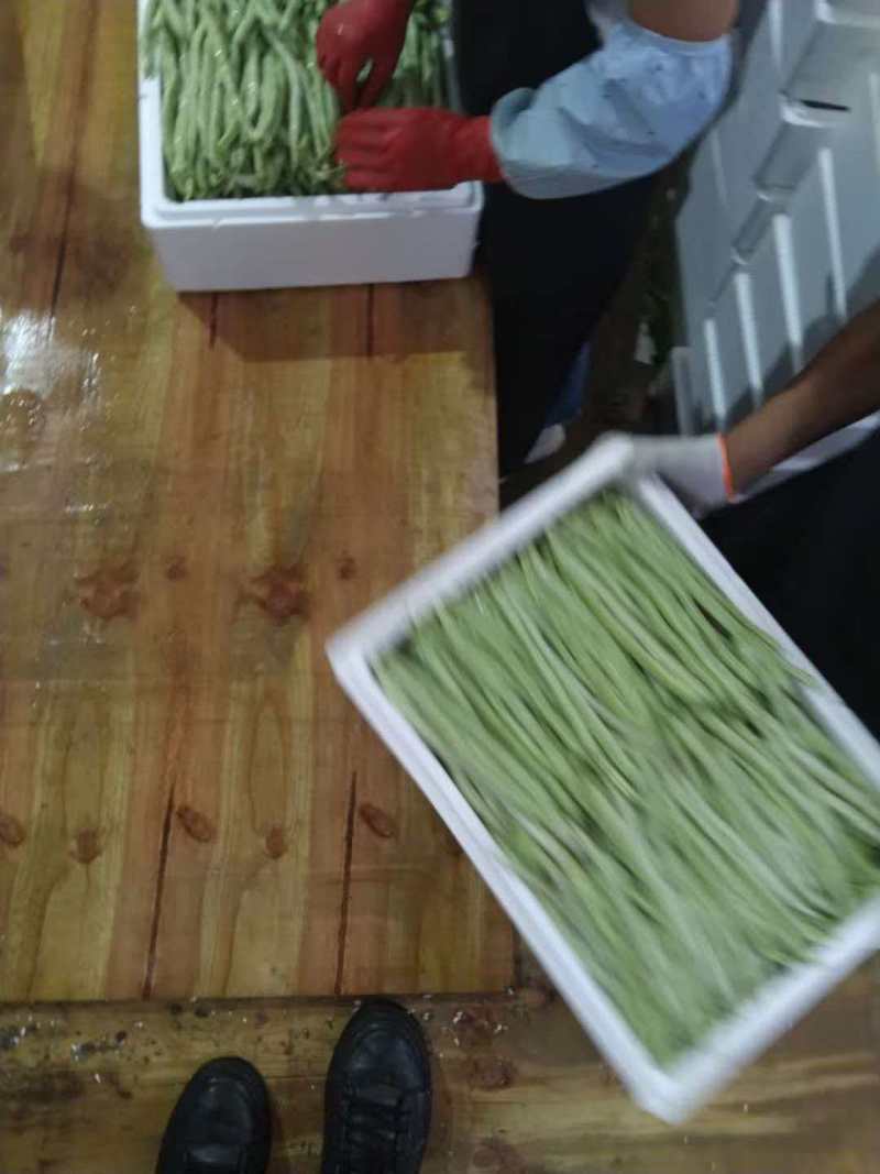 扁豆基地直发货源充足量大从优全国发货欢迎来电