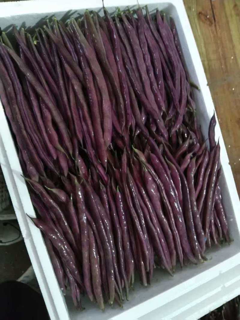 扁豆基地直发货源充足量大从优全国发货欢迎来电