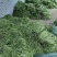 扁豆基地直发货源充足量大从优全国发货欢迎来电