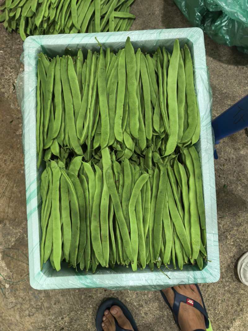扁豆基地直发货源充足量大从优全国发货欢迎来电