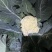 临泉花菜上市