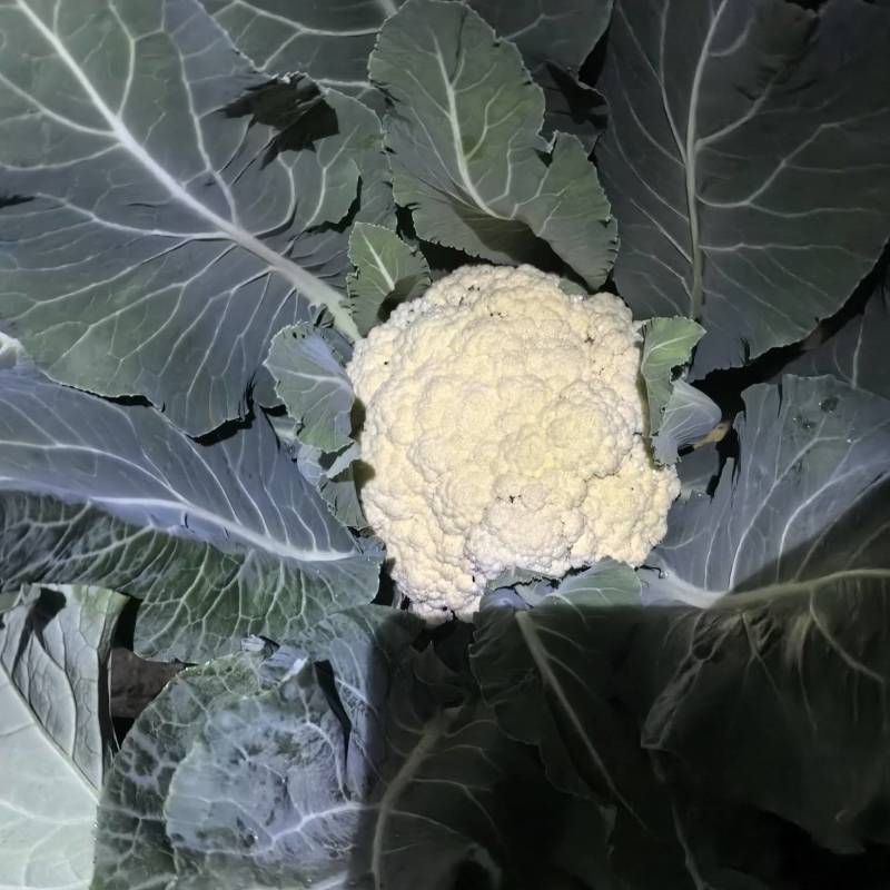 临泉花菜上市