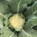 临泉花菜上市