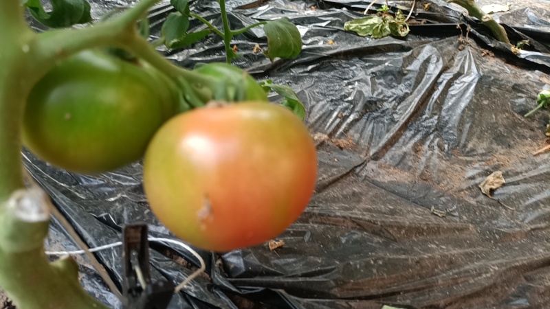 铁皮西红柿大量上市！欢迎各地客商前来采购