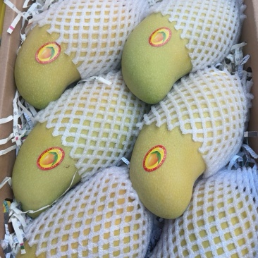 海南精品水仙芒