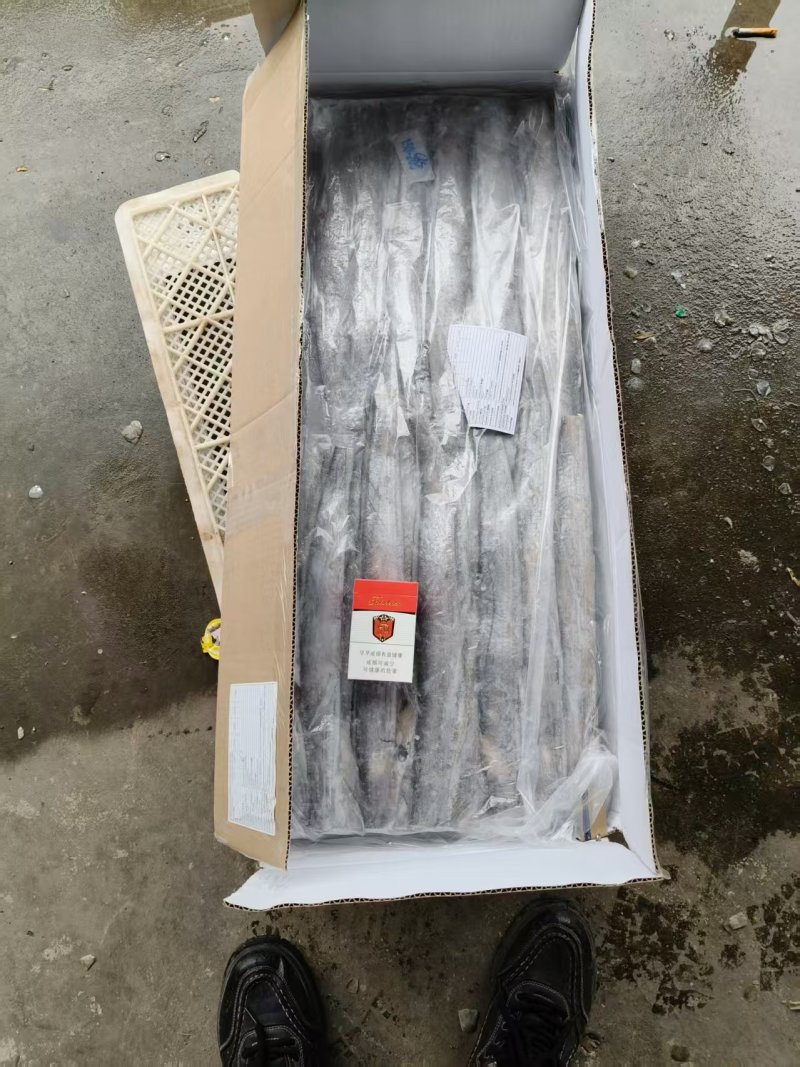 带鱼一手货源大量全国各地发均可直达