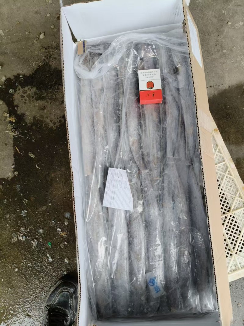 带鱼一手货源大量全国各地发均可直达