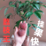 荔枝wang苗大果子荔枝厚肉核小清甜好吃嫁接苗挂果快