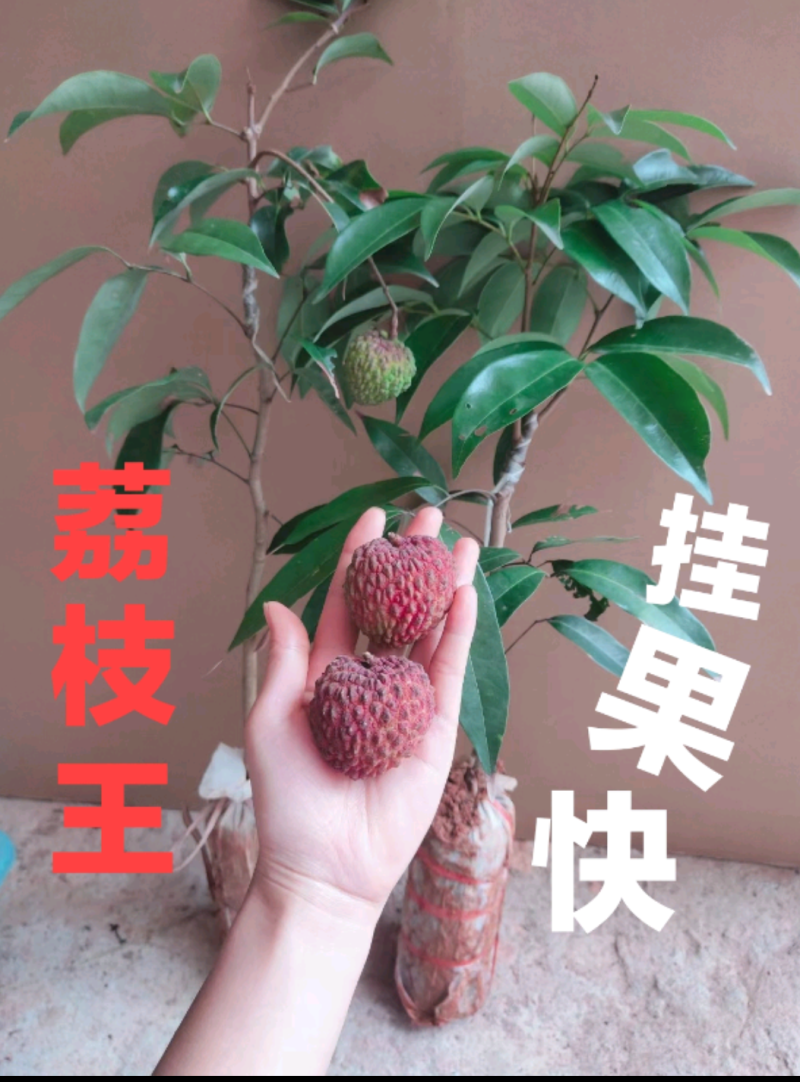 荔枝wang苗大果子荔枝厚肉核小清甜好吃嫁接苗挂果快