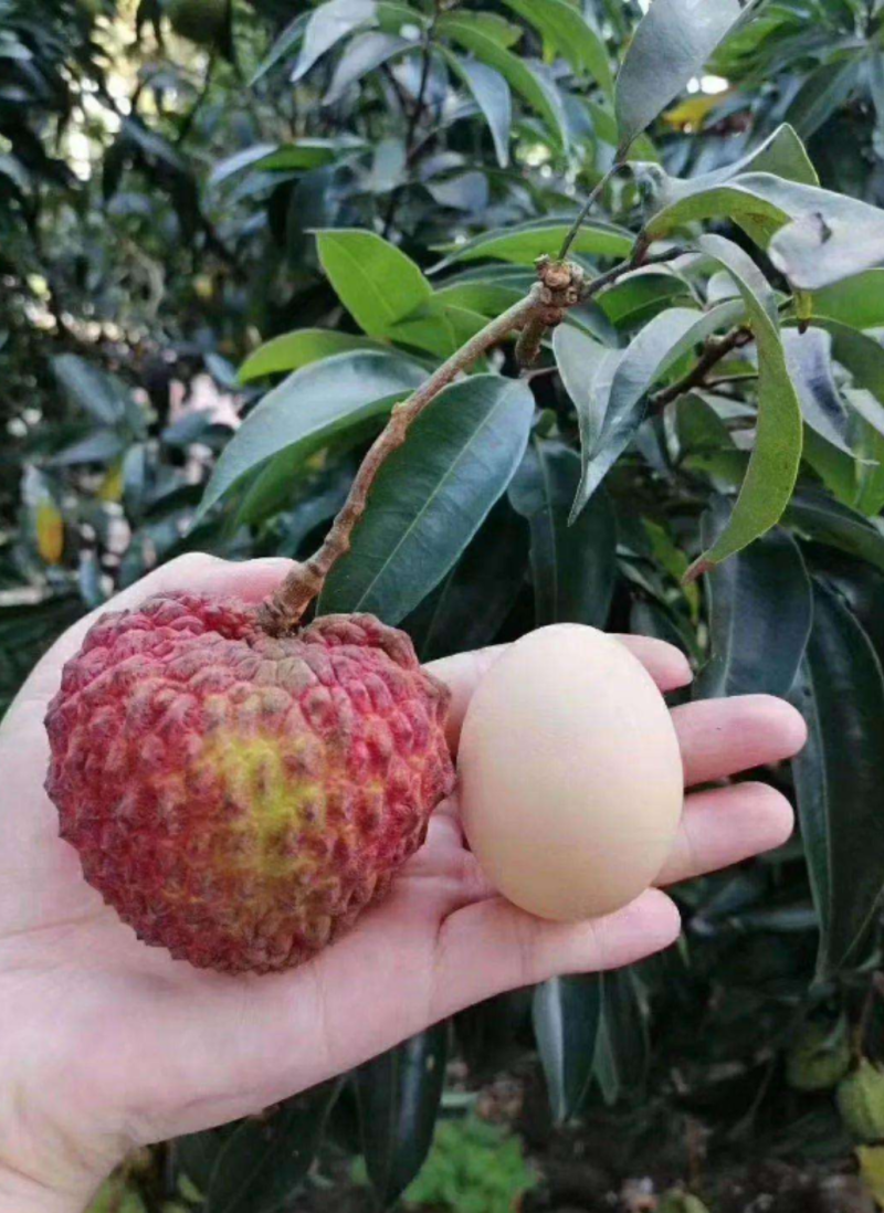 荔枝wang苗大果子荔枝厚肉核小清甜好吃嫁接苗挂果快