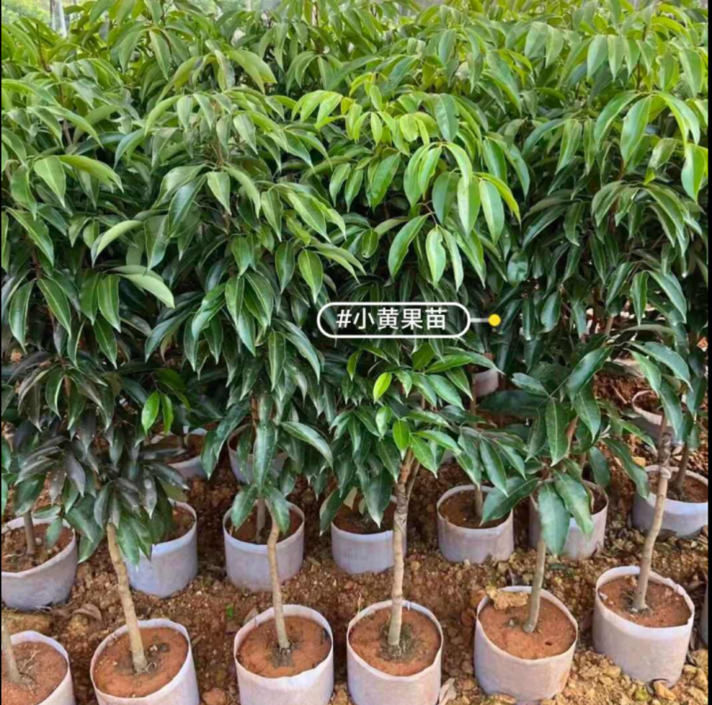 荔枝wang苗大果子荔枝厚肉核小清甜好吃嫁接苗挂果快