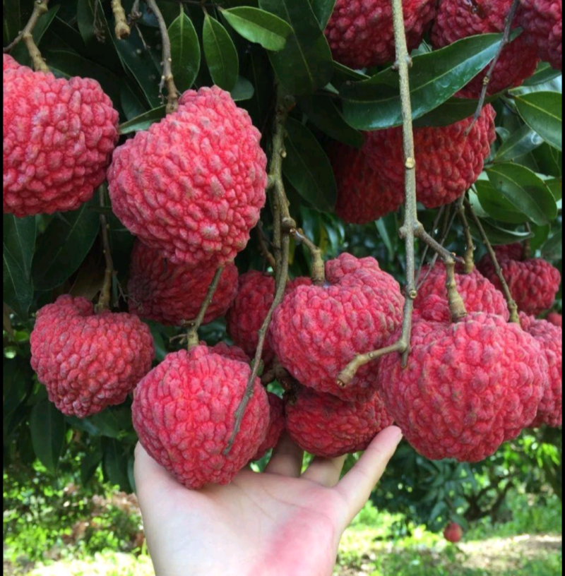 荔枝wang苗大果子荔枝厚肉核小清甜好吃嫁接苗挂果快
