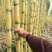 黄金甘蔗基地直发品质保证价格美丽量大从优