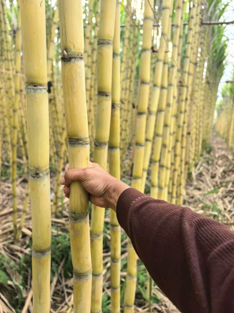 黄金甘蔗基地直发品质保证价格美丽量大从优