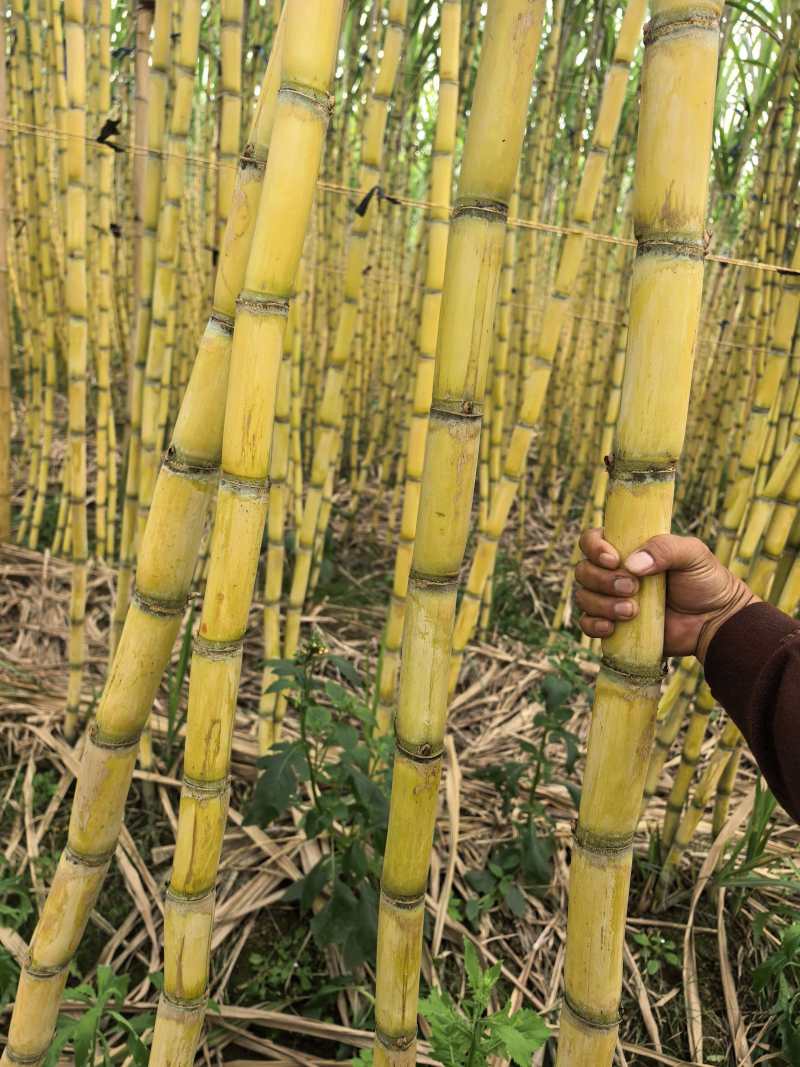 黄金甘蔗基地直发品质保证价格美丽量大从优