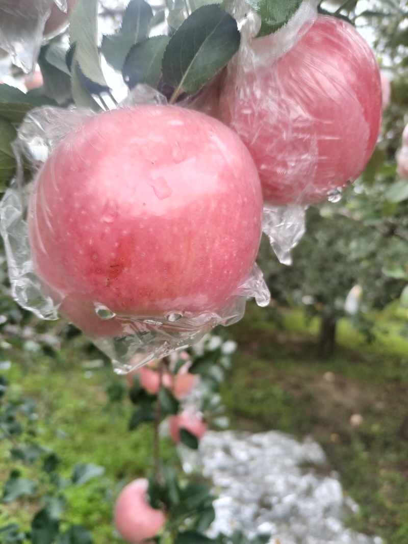 【红富士】灵宝红富士苹果膜袋包装多汁爽口脆甜鲜美电联