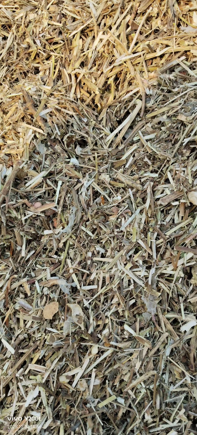 花生秧。鸵鸟，鹅，鸭用大量有货基地直供品质优可视频看