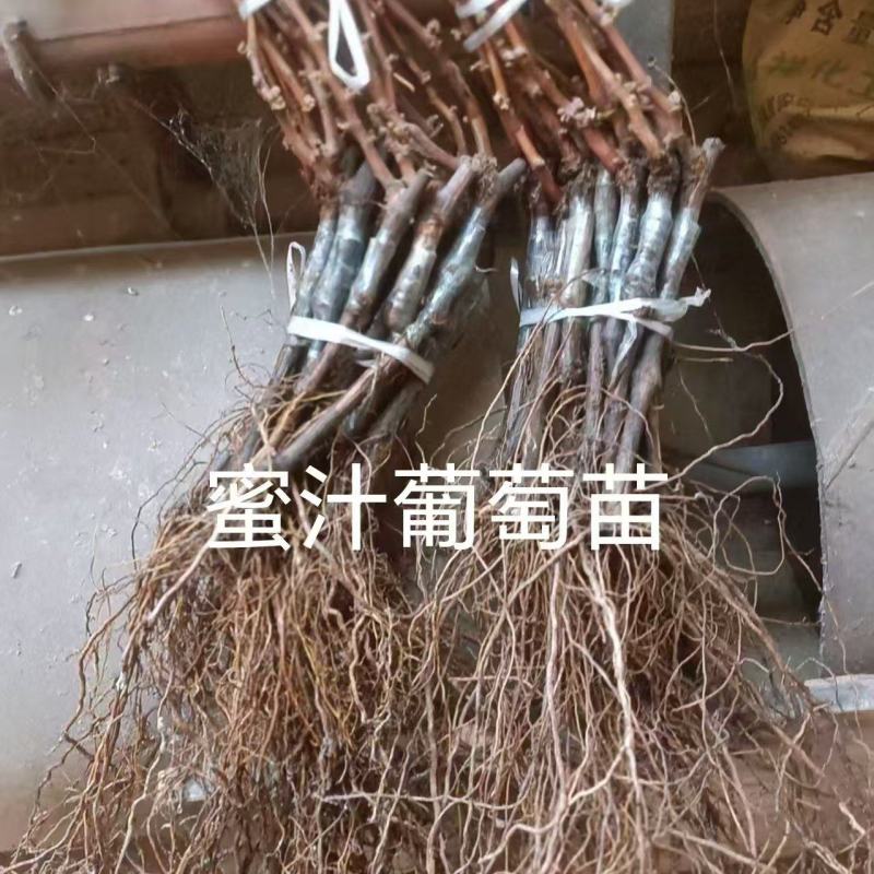 精品嫁接葡萄苗
