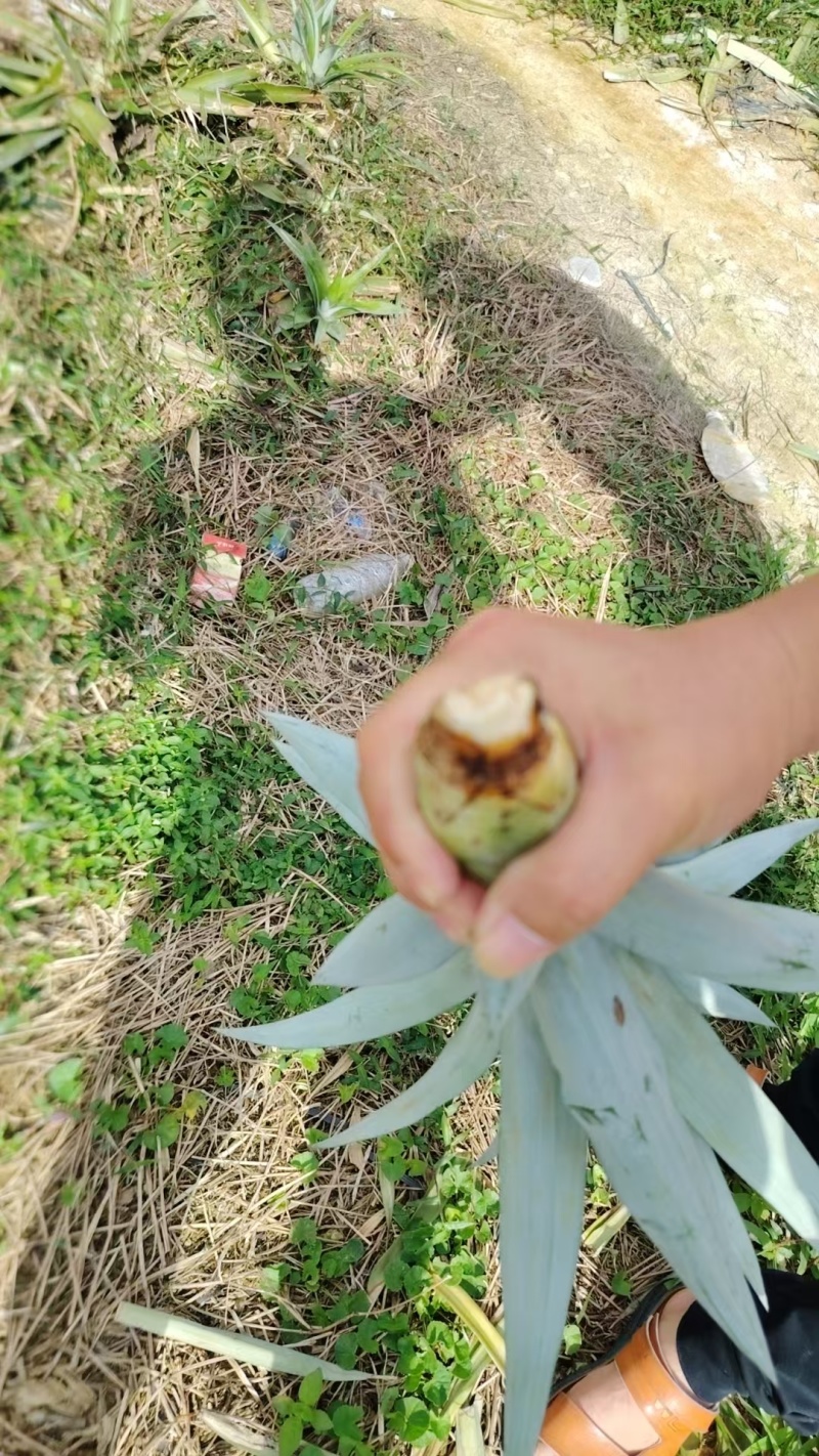 凤梨苗，2元一株