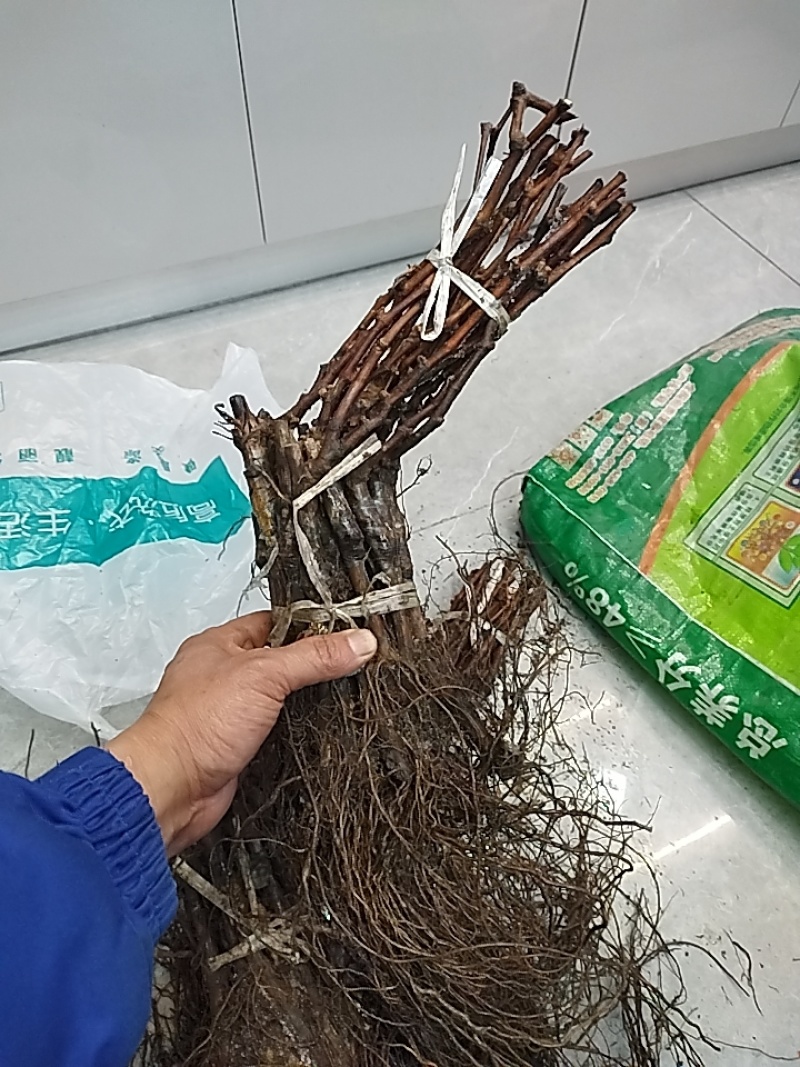 精品嫁接葡萄苗