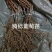 精品嫁接葡萄苗