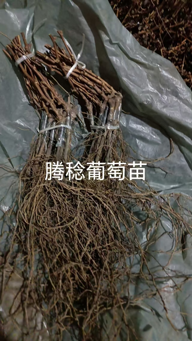 精品嫁接葡萄苗