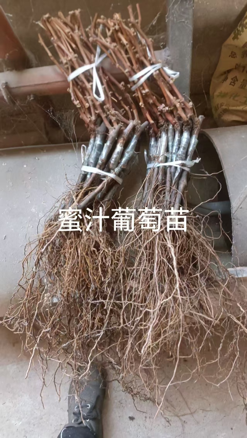 精品嫁接葡萄苗