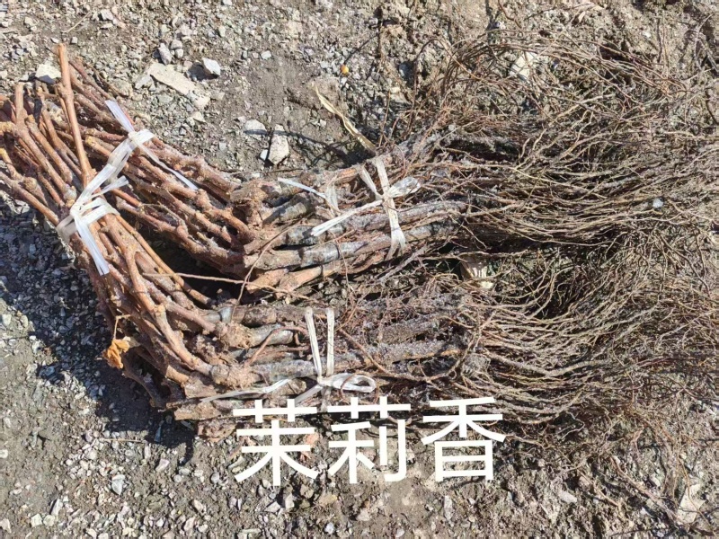 精品嫁接葡萄苗